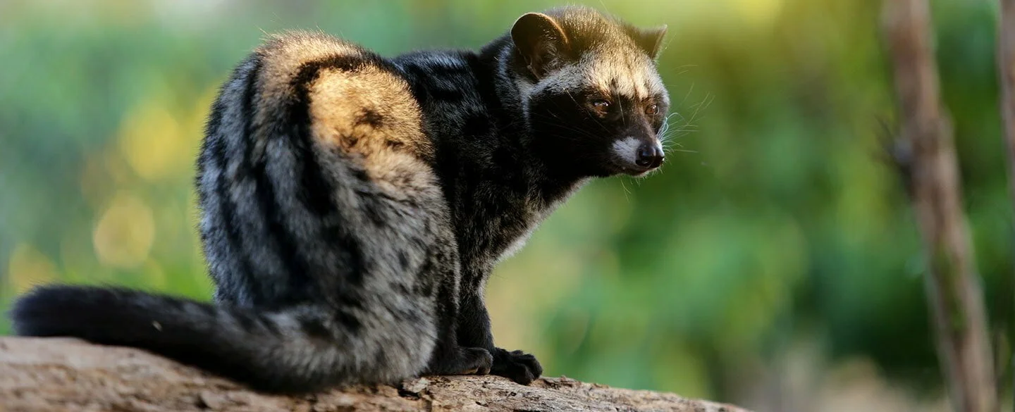 African Civet Symbolism