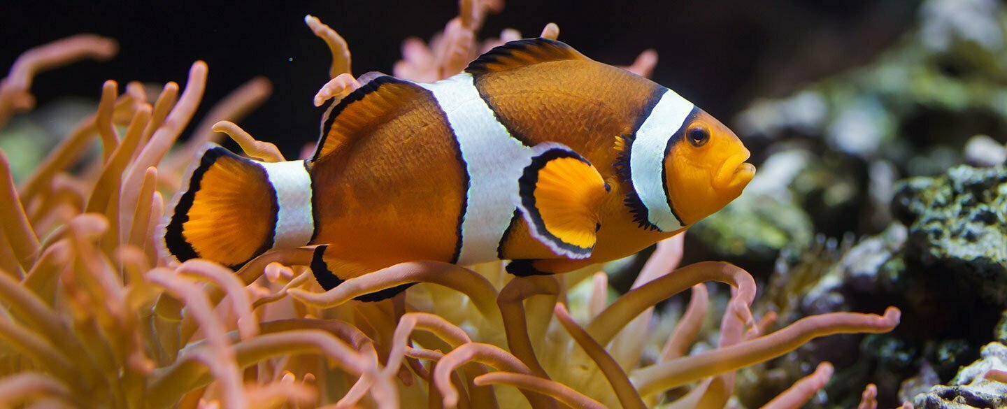 Clownfish Symbolism