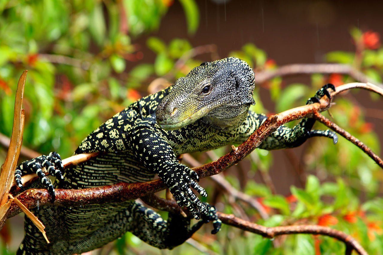 The Symbolism of Monitor Lizards: Standing Tall and Aware - Spirit ...