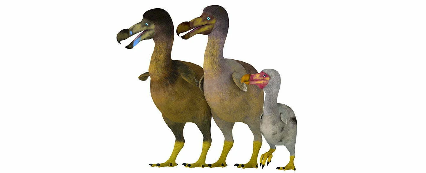 Dodo Symbolism, Totem, Dreams and Messages