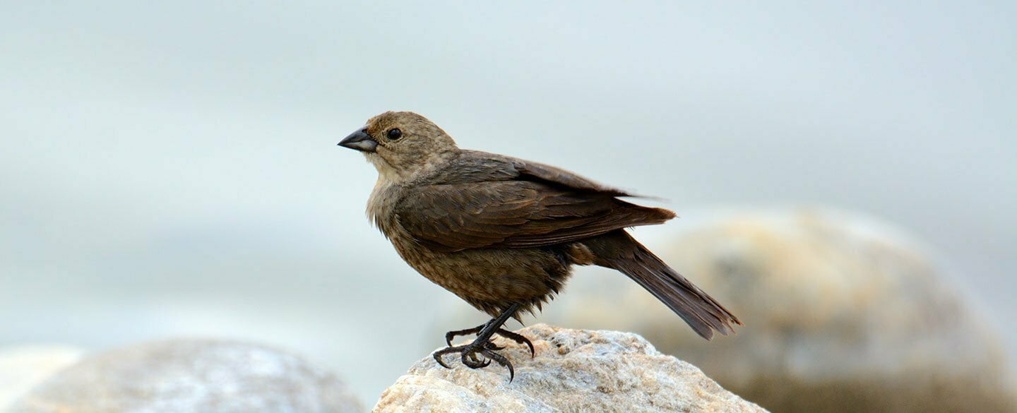 Cowbird Symbolism