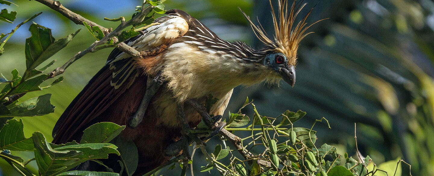Hoatzin Symbolism