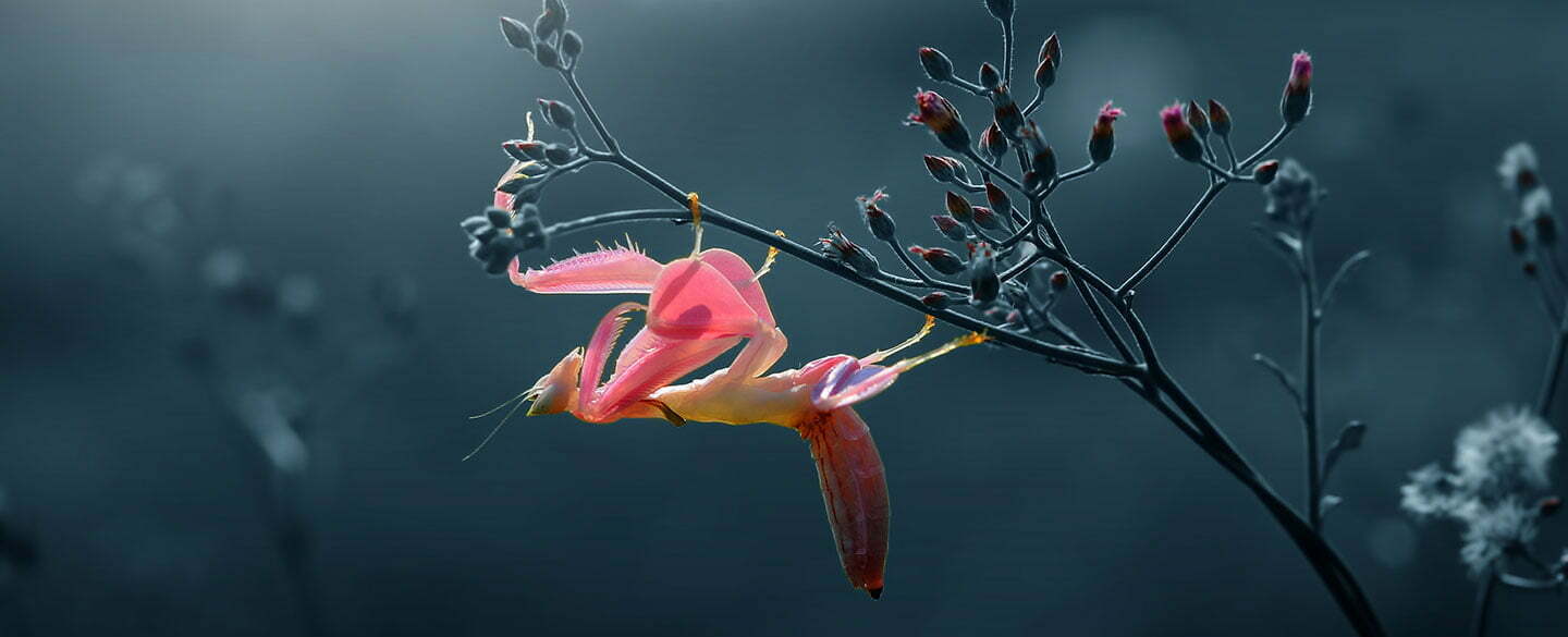 Orchid Mantis Symbolism