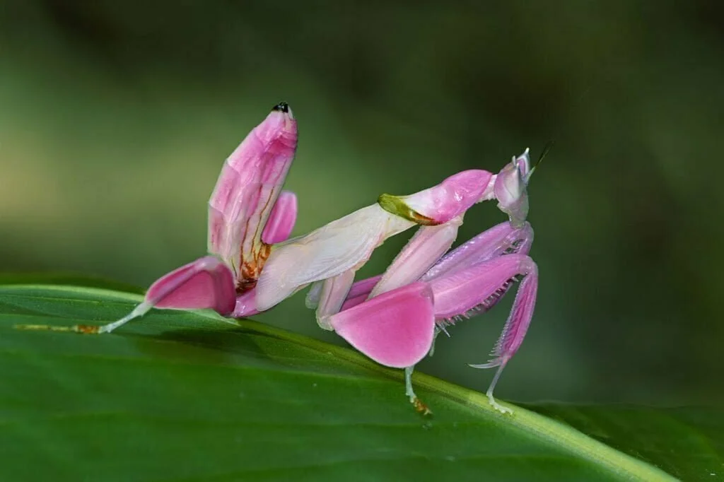 Orchid Mantis Symbolism, Dreams, and Messages