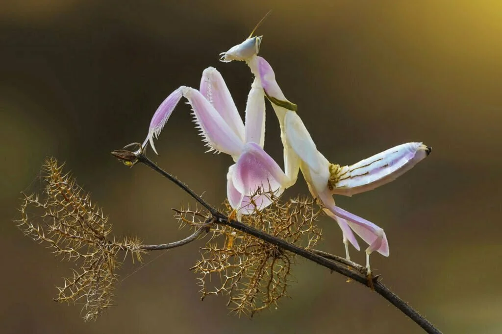 Orchid Mantis Totem, Dreams and Messages