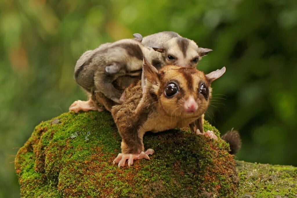 Defending What's Vital Understanding Sugar Glider Symbolism Spirit