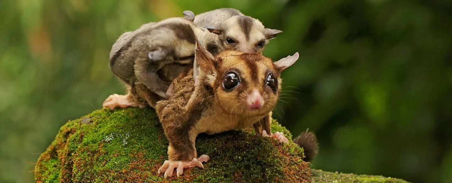 Sugar Glider Symbolism