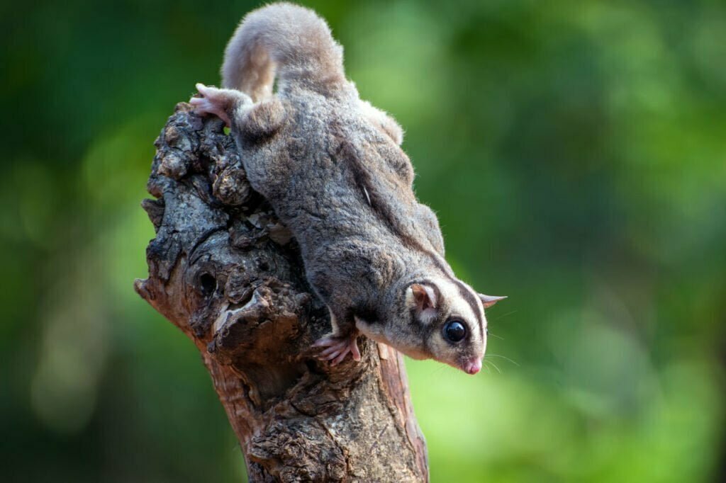 Defending What's Vital Understanding Sugar Glider Symbolism Spirit