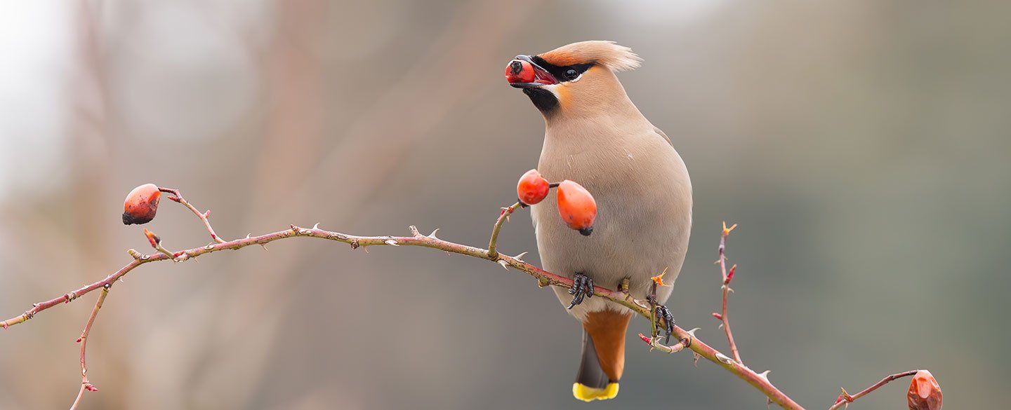 Waxwing Symbolism