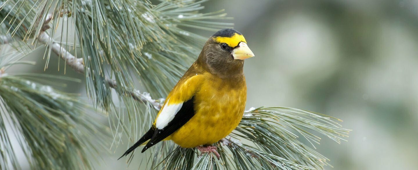 Grosbeak Symbolism