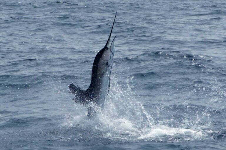 The Meaning of Swordfish Symbolism Awareness and Sensitivity Spirit