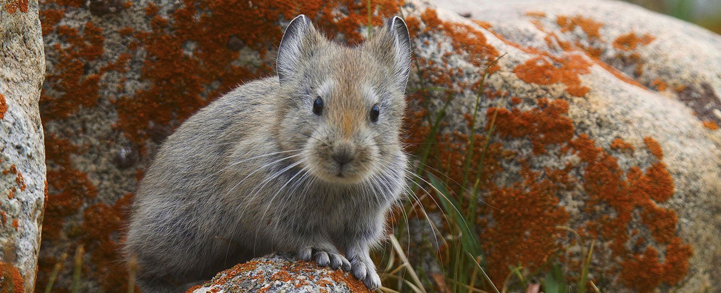 Pika Symbolism