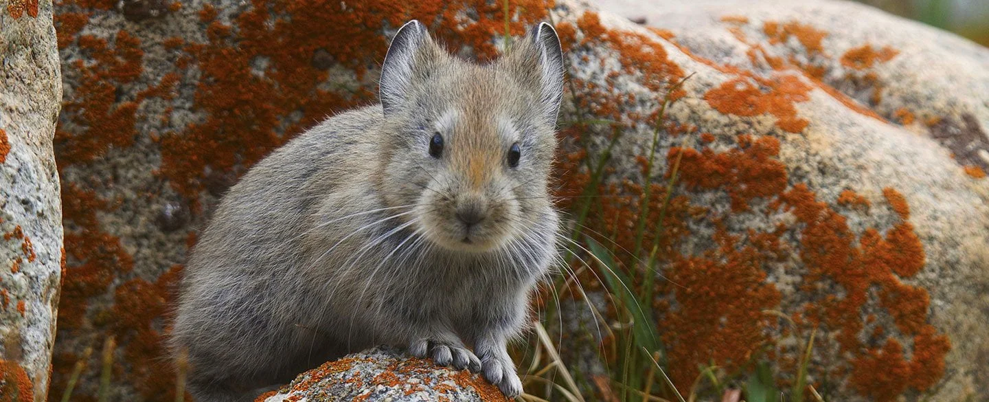Pika Symbolism