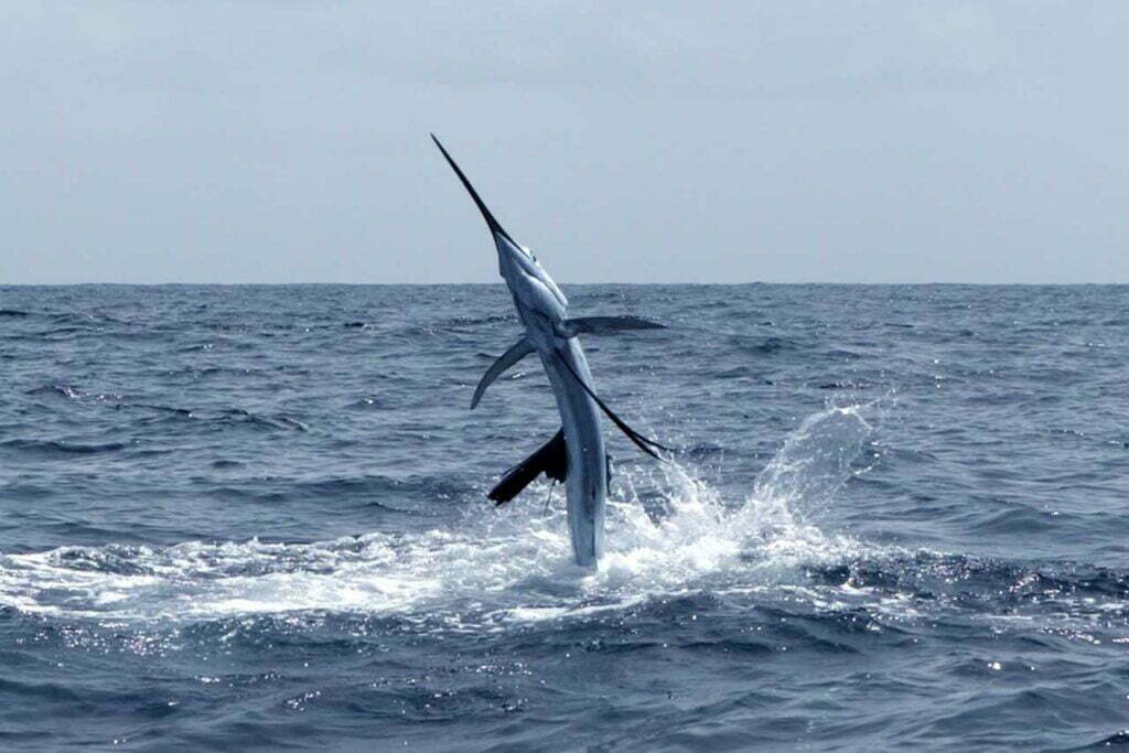 The Meaning of Swordfish Symbolism Awareness and Sensitivity Spirit