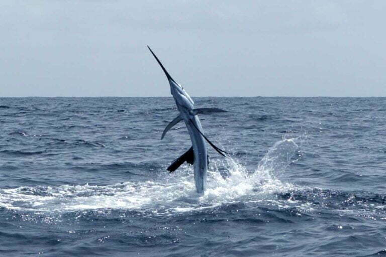 The Meaning of Swordfish Symbolism Awareness and Sensitivity Spirit