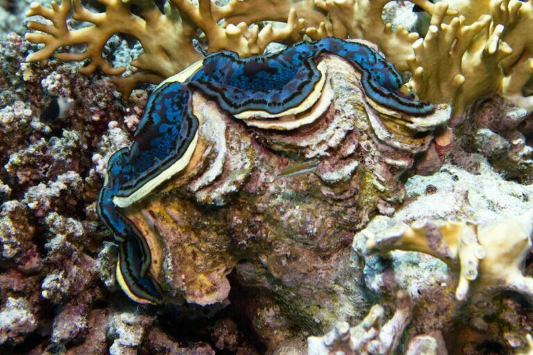 Unlocking the Hidden Meanings Exploring Oyster Symbolism Spirit