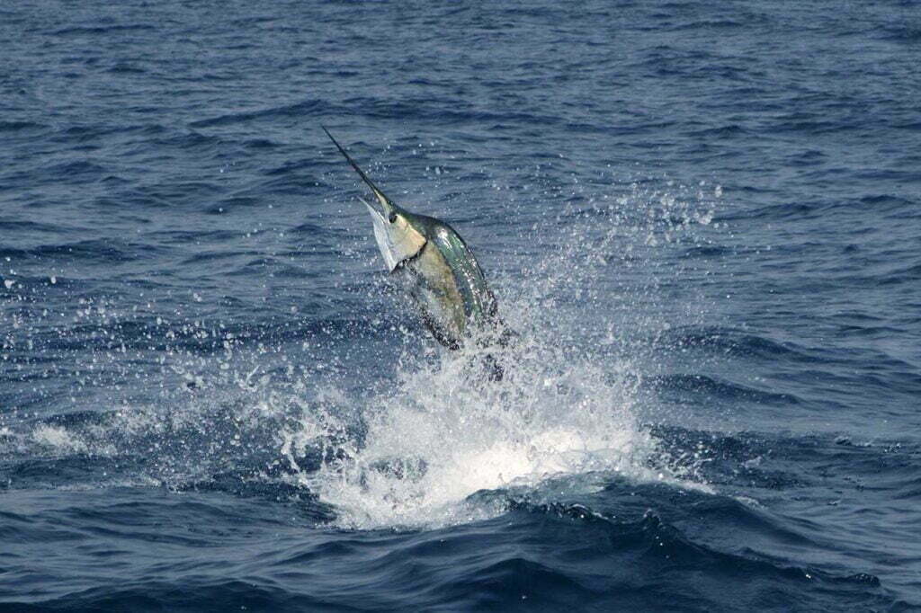 The Meaning of Swordfish Symbolism Awareness and Sensitivity Spirit