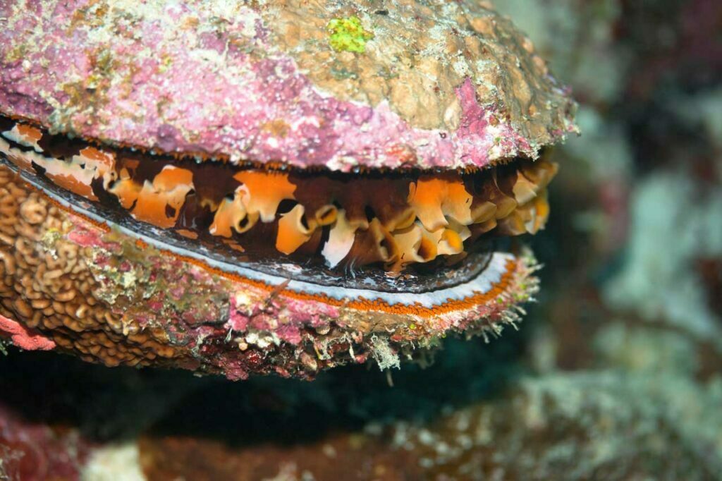 Unlocking the Hidden Meanings Exploring Oyster Symbolism Spirit