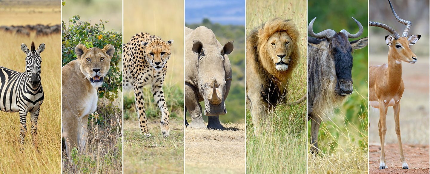 Animals as Messengers