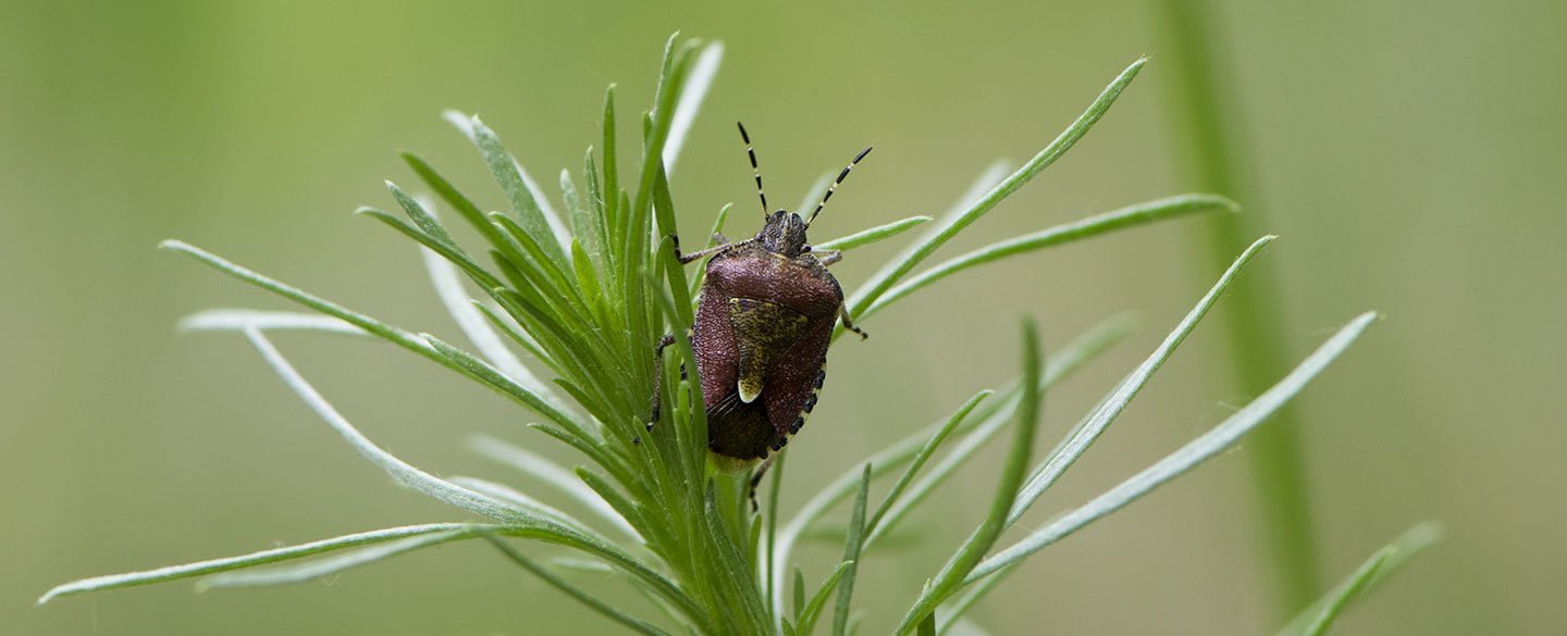 Stink Bug Symbolism
