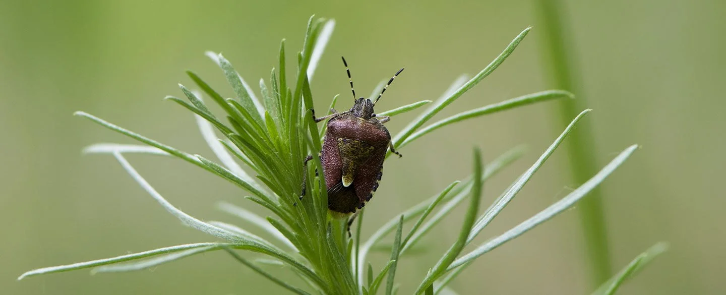 Stink Bug Symbolism