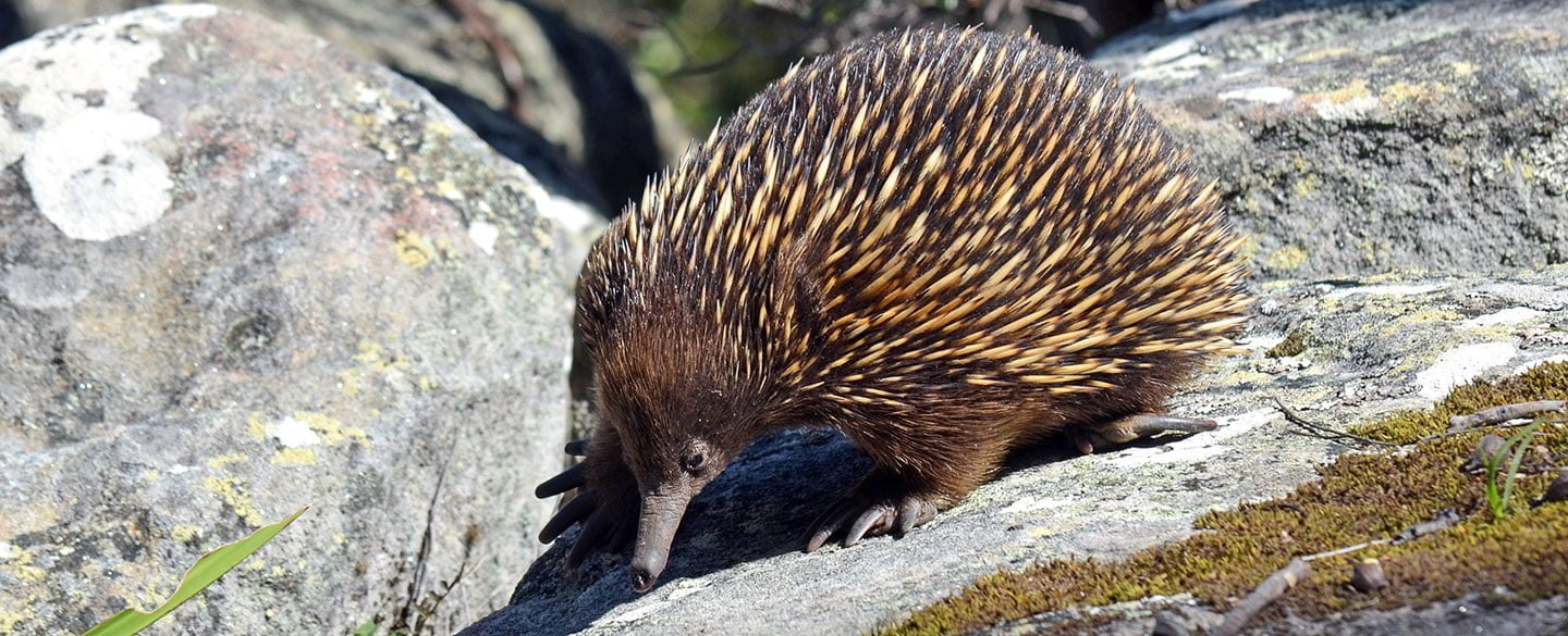 Echidna Symbolism